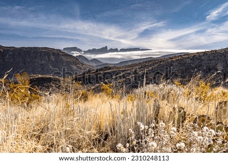 Desert Plants Look Out Toward The Low Hanging Clouds In Mexico from Marufo Vega trail in Big Bend Royalty-Free Stock Photo #2310248113