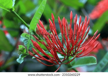 A bunch of orange color ashoka flower buds with green leaves background