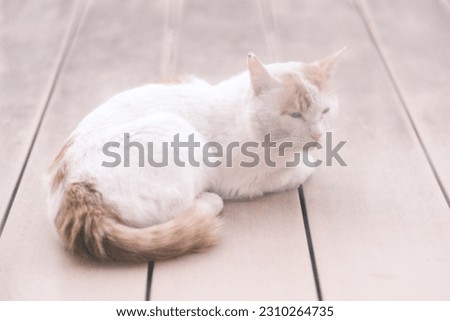 Stray cat relaxing on a terrace