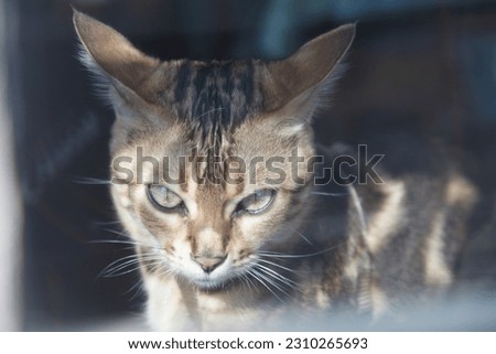 Close up photographed cat. Bengal cat