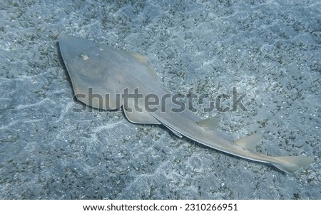 guitarfish swimming at the seabed in the red sea egypt detail view