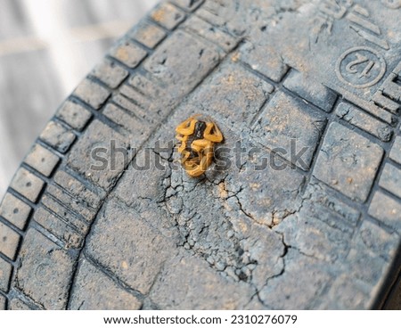 Scorpion snuck under the shoe
