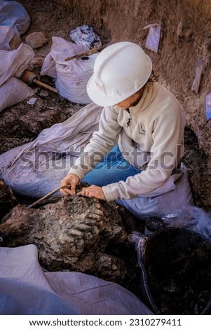 Paleontologist cleaning the teeth of a dinosaur Royalty-Free Stock Photo #2310279411
