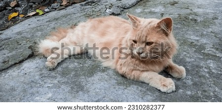 Wild local cats, wild cats with yellow and white stripes all over their bodies sleeping in city plantations, cute and poor cats. Perfect for background, wallpaper, or illustrative picture