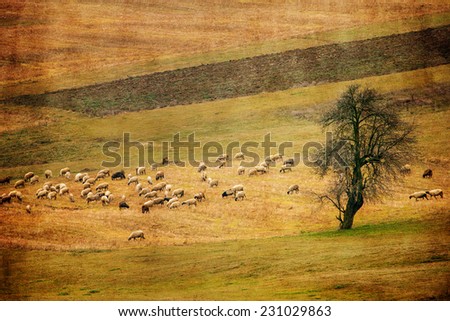 pastoral antique farmland background with sheep flok in autumn meadows 