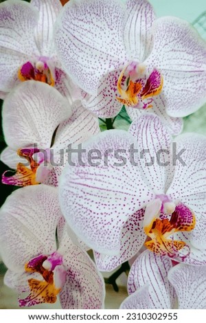 Close up picture of tiger purple orchid 