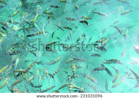 Photo of a tropical Fish in transparent blue sea water close-up
