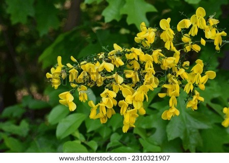 yellow slipper-like flowers. small flowers hanging from branches in bunches. flower like mouse peas. close-up. photo wallpaper. beautiful textures. forest background. no people