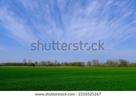 Tree in a rural setting with blue sky