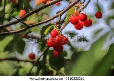 Cherries ripen in the garden on a tree.Ripe cherries on a tree