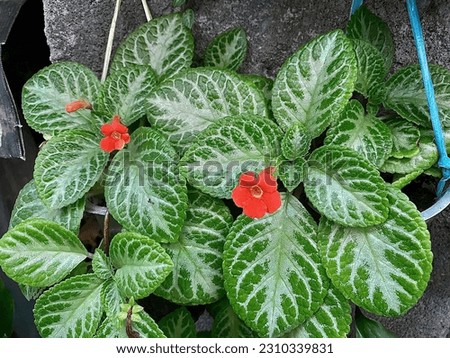 Epicisia plant with beautiful red flowers in the garden of a house in krapyak village yogyakarta