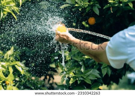 Man hands washes an orange with water from a hose in the garden to eat fresh fruit from the tree.