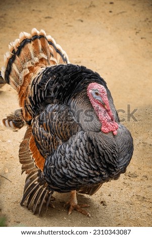 Photo of a turkey inside the zoo.
