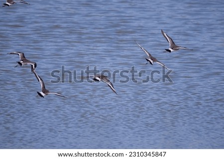 The sea birds in the mangrove forest
