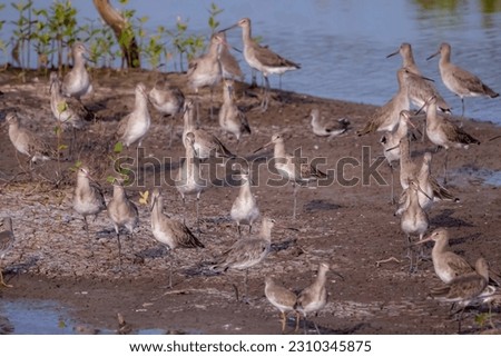 The sea birds in the mangrove forest