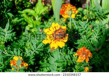 Summer landscape with butterfly ant the flower of marigold (soft focus processing)