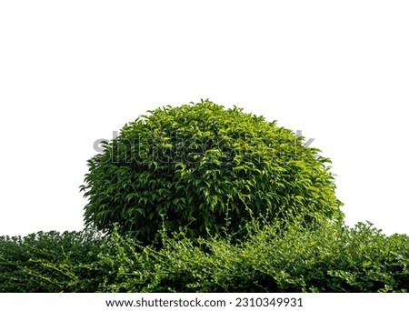 Shrubs isolated on white background with clipping path and alpha channel.
