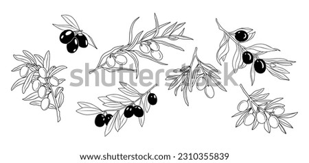 Set of Olive Branches in Modern Linear Minimal Style. Branches With olives, Leaves for creating logos, patterns, greeting cards, wedding Invitations. Vector drawing isolated on white background Royalty-Free Stock Photo #2310355839