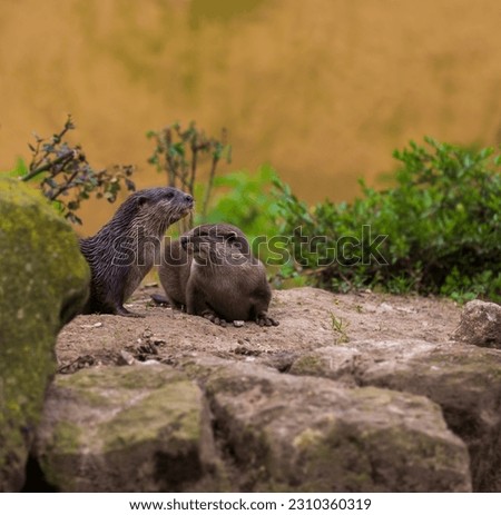 Two asian small clawed otter kits (pups) on a rock.