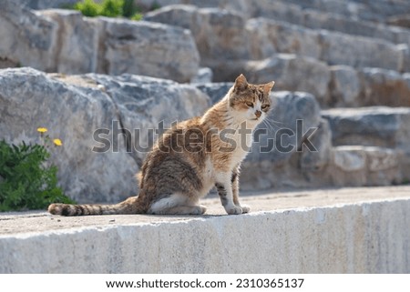 A picture of a stray cat sitting at the Ephesus Ancient City.