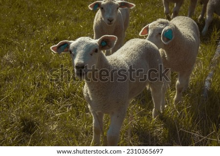 Sheep and lambs eat grass. Happy lambs in the pasture. Green grass and beautiful sheep. Comfortable farm for animals. free range. Sheep's wool. flock of sheep. Norway. Norge