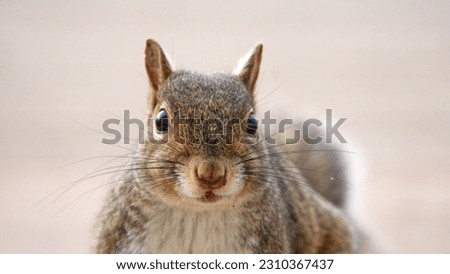 Close up of an eastern gray squirrel (Sciurus carolinensis) in a backyard in Panama City, Florida, USA