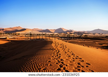 beautiful sunrise landscape of hidden Dead Vlei in Namib desert with blue sky, this is best place in Namibia Royalty-Free Stock Photo #231036925