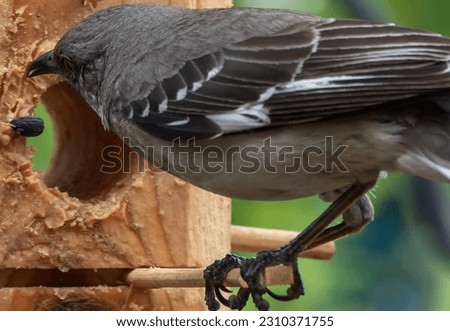 Northern Mockingbird at the bird feeder                               