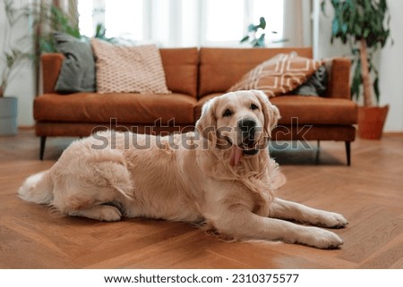 Golden adult dog purebred labrador lying on the floor in the living room at home against the background of the sofa. Royalty-Free Stock Photo #2310375577