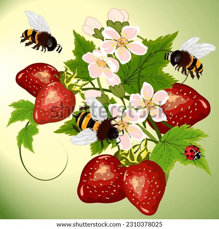 Illustration with bees on a strawberry.Color vector illustration with big bees on the berries of ripe strawberries.