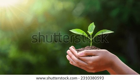 hand children holding young plant with sunlight on green nature background. concept eco earth day Royalty-Free Stock Photo #2310380593