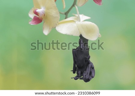 A mother short-nosed fruit bat is resting while holding her baby in a wild orchid flower. This flying mammal has the scientific name Cynopterus minutus.