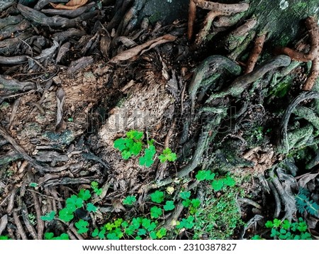 Abstract picture of tree roots overgrown with small plants