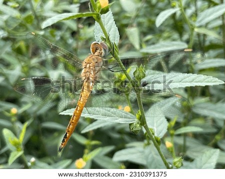 Pantala flavescens, in Indonesia it is called the ciwet dragonfly