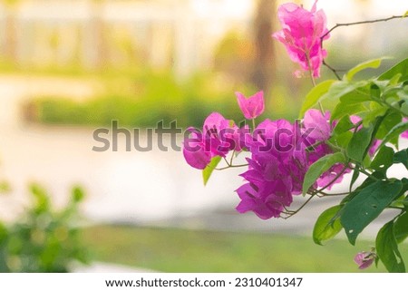 Bougainvillea pink flower branch with golden sunshine background in the park. Background for your cover photo and concept.
