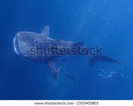 Young whale shark picture taken in thailand