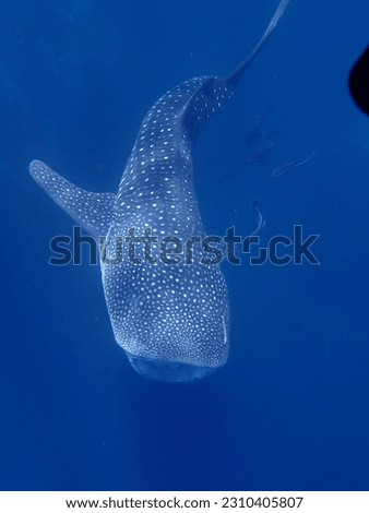 Young whale shark picture taken in thailand