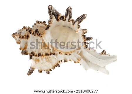 shell of a sea snail on a white background