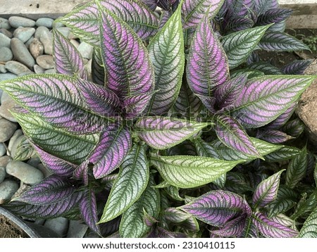 The beautiful purple and green leaves by the roadside are shot at a high angle Royalty-Free Stock Photo #2310410115