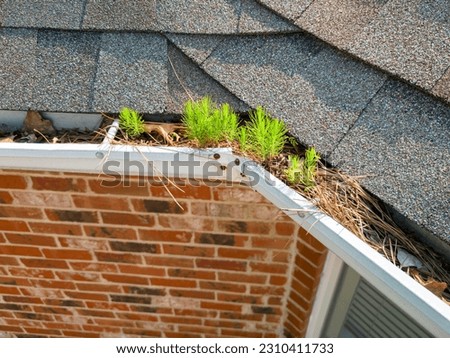 Small trees begin growing in metal gutters clogged with leaves and debris on a red brick residental house. Royalty-Free Stock Photo #2310411733
