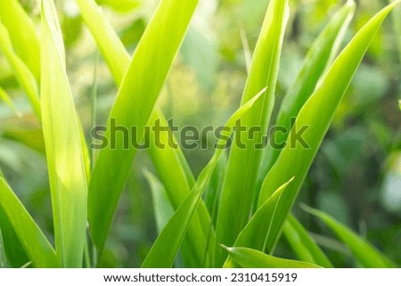 Green nature background of leaves with sunlight shining through the leaves. Nature background your cover photo and ideas.