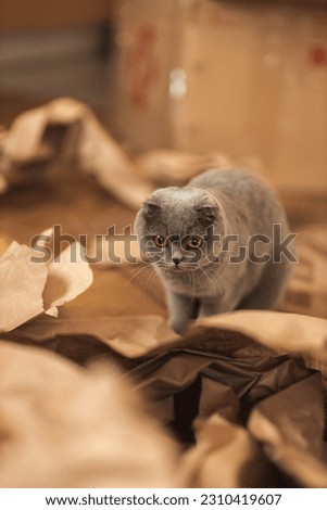 Beautiful funny Grey Scottish-fold shorthair fluffy cat with orange eyes playing on the floor in craft brown paper pieces. Warm picture toning. Pets care. World cat day. Image for website about cats.

