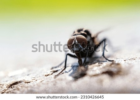 close-up portrait of a fly, eyes of a fly