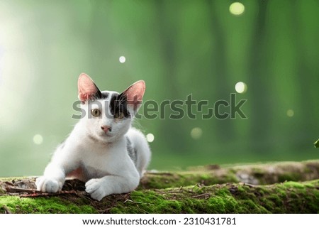A black and white kitten in the forest is lying on a log covered with green moss. The background is a beautiful green bokeh. Use AI to help with processing.