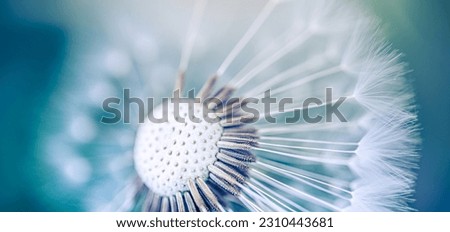 Closeup of dandelion on natural background. Bright, delicate nature details. Inspirational nature concept, soft blue green blurred bokeh macro background. Spring summer lush foliage. Peaceful colors