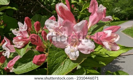 flowering Weigela florida on a beautiful sunny day Royalty-Free Stock Photo #2310446071