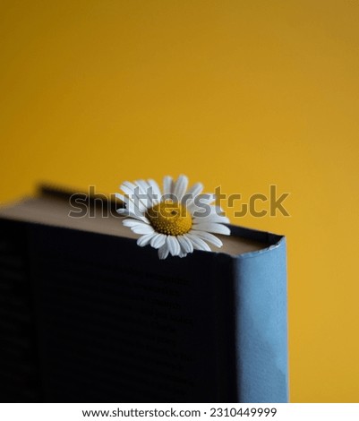 Vintage photo concept white daisy flower in a book on yellow background, romantic book scene