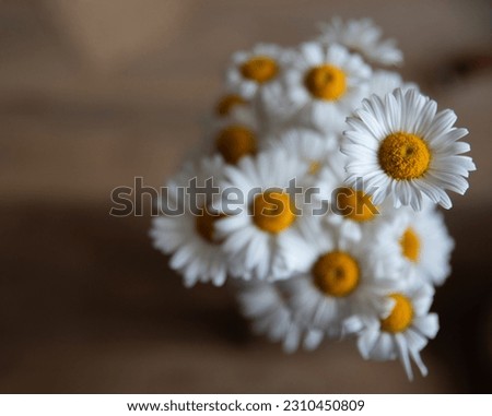 Vintage photo concept white daisy flowers bouquet from above on wooden background, romantic scene