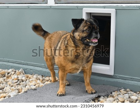 Cute Pug in front of an outside doggie door Royalty-Free Stock Photo #2310456979