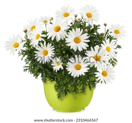 Daisies Blooming plant in a green plastic pot. Front view of daisy flower isolated on white background with clipping path. Spring, gardening and flowers gift icon, florist shop and Shopping online